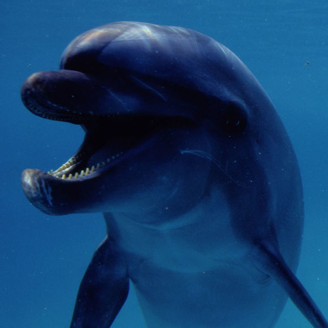 המוזרים ביותר