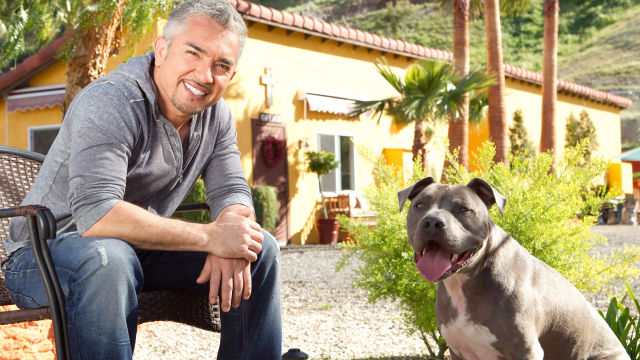 WIN Platinum tickets voor Cesar Millan LIVE in Nederland