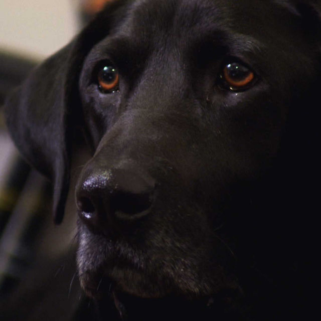 My Dog Ate What?