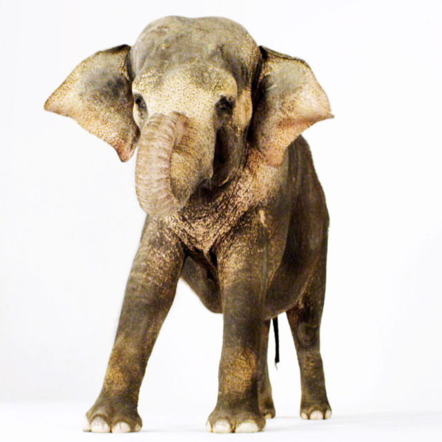 Ultimate Animals: Høydepunkter