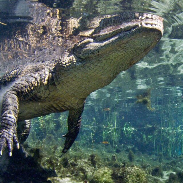 Utemmede Florida: Der reptiler regjerer - samling