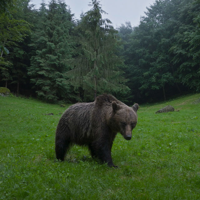 Europe's Wild Marvels