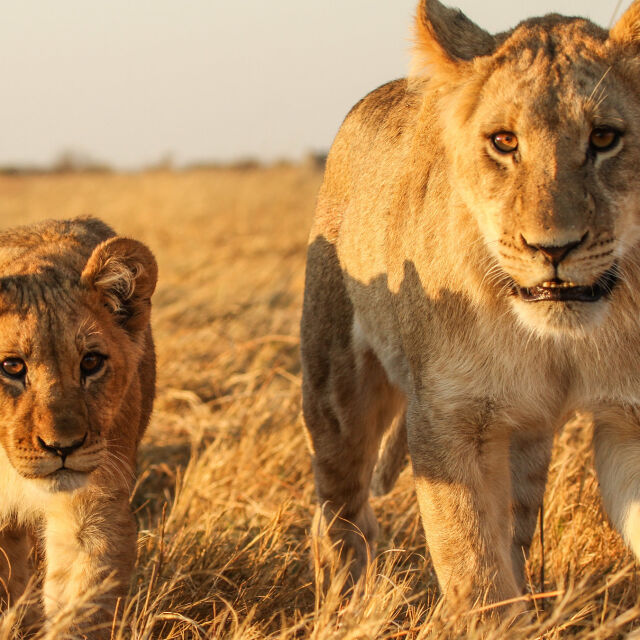 Seen on Safari