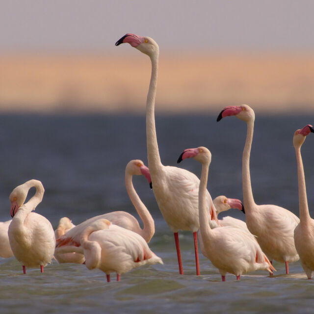 Africa Earth's Wild Home