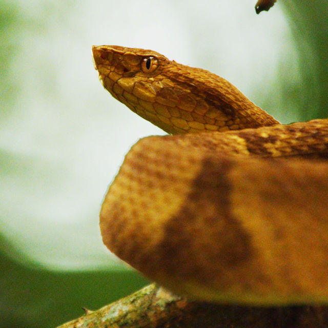 Kierunek Wild: Dzika Brazylia