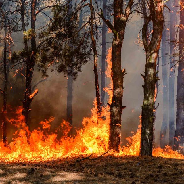 Inferno em França: A Terrível Onda de Calor