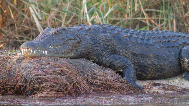 LUNA CROCODILILOR