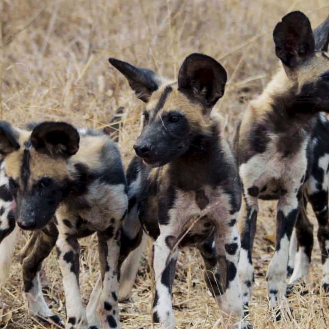 Vânătorii Africii