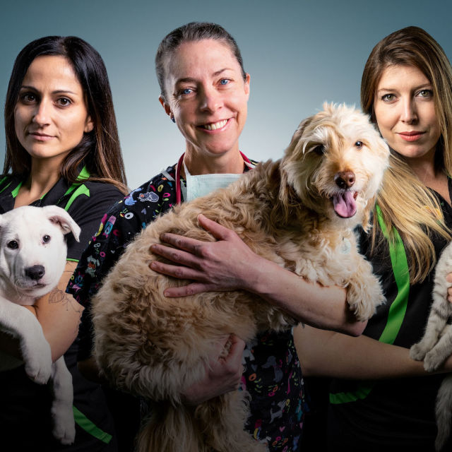 Salvatorii animalelor de companie