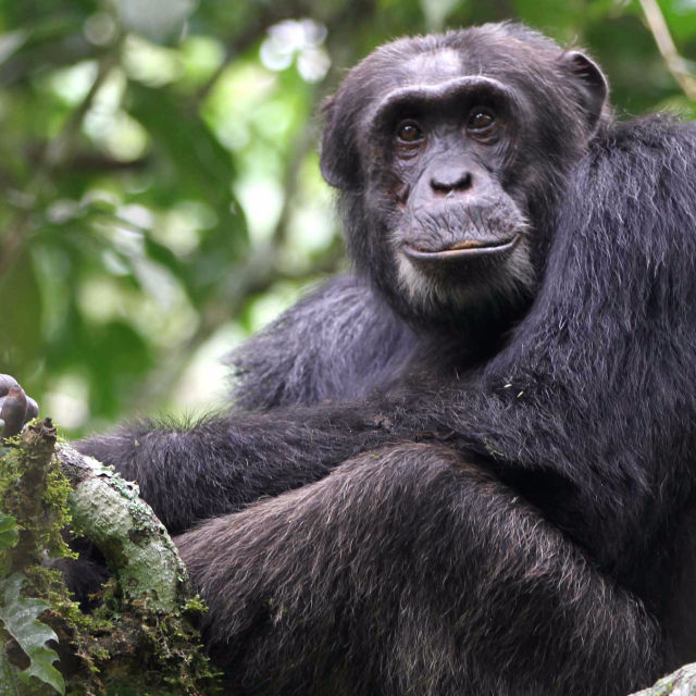 Congo: Un fluviu sălbatic