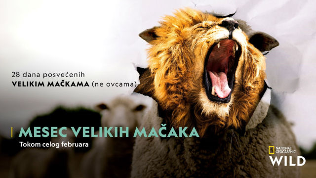 MESEC VELIKIH MAČAKA 2021