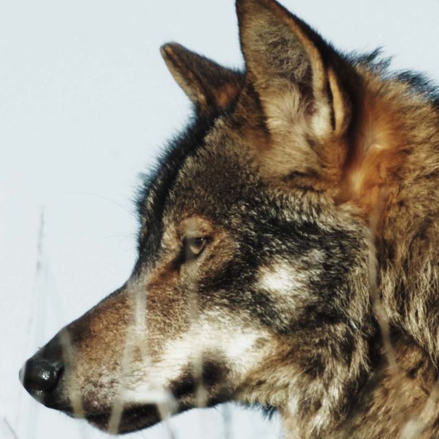 Vildmarkens jägare