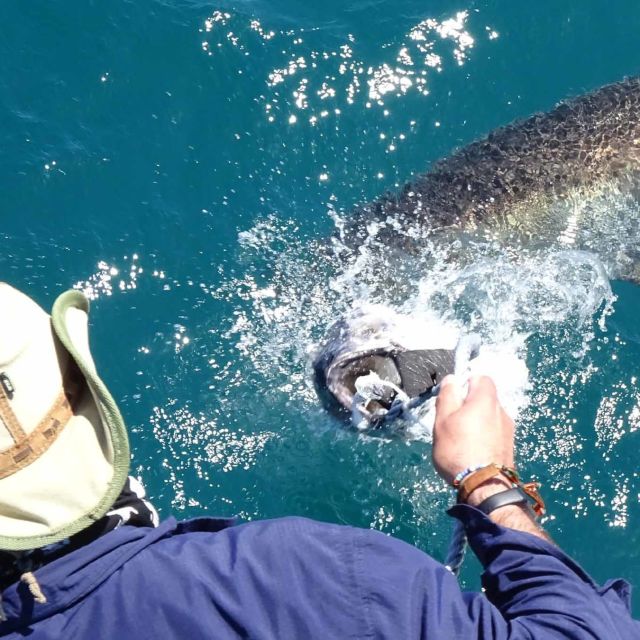 Shark Attack Files