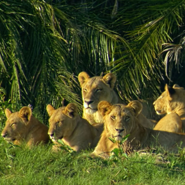 Skoningslösa fiender (avslöjade)