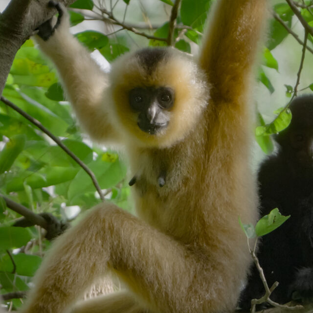 Song of the Rainforest