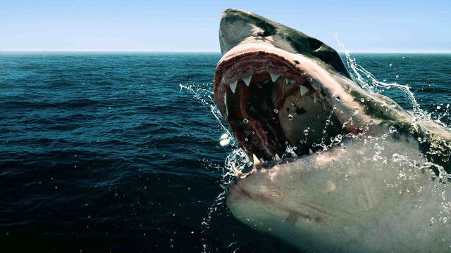 SHARKFEST 2020