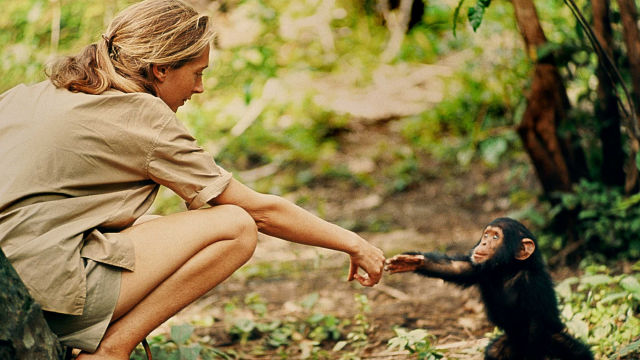 Heyecanla beklenen belgesel “Jane” National Geographic’te!