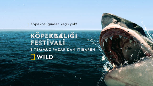 KÖPEKBALIĞI FESTİVALİ 2020