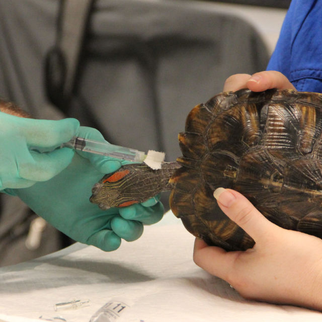 Dr. T: Lone Star Veterineri