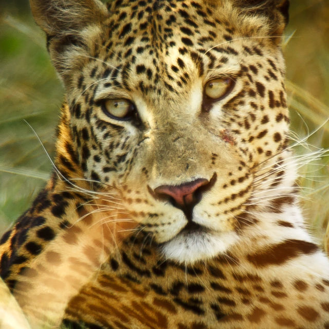 Afrika'nın Yaratıcı Katilleri