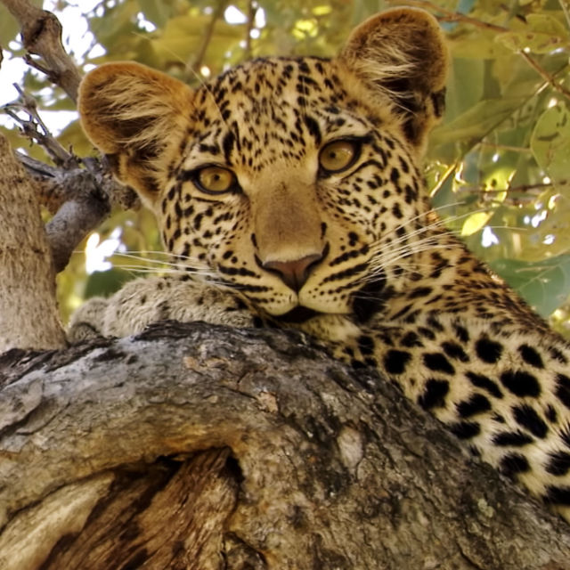 Eye Of The Leopard (Revealed)