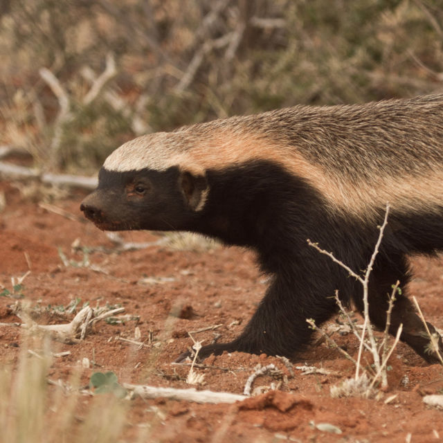 The Incredible Honey Badger