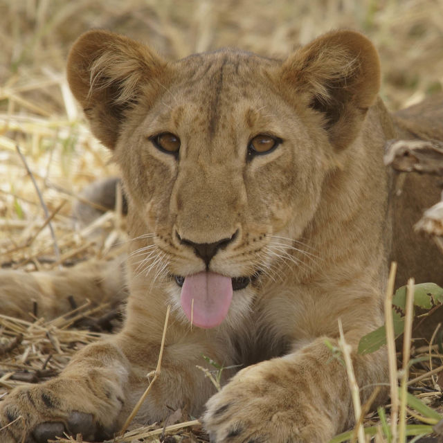 Extraordinary Africa