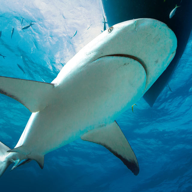 When Sharks Attack