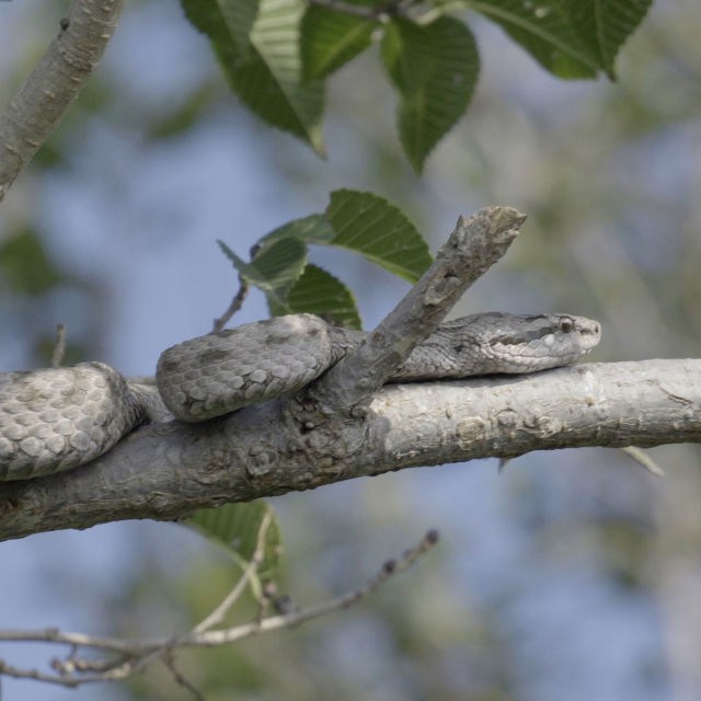 The Hidden World Of Snakes