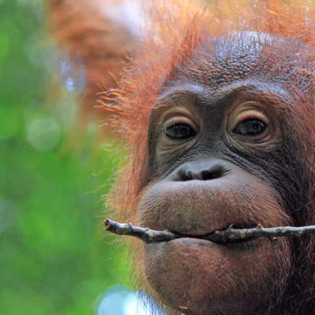 Borneo's Secret Kingdom: Weird...