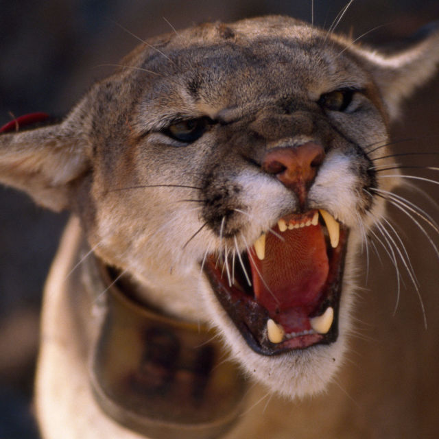 World's Deadliest Animals