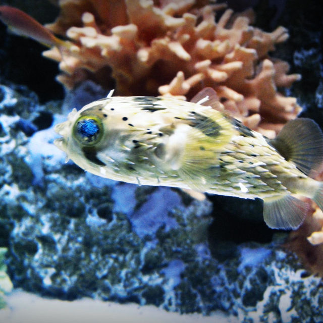 Fish Tank Kings