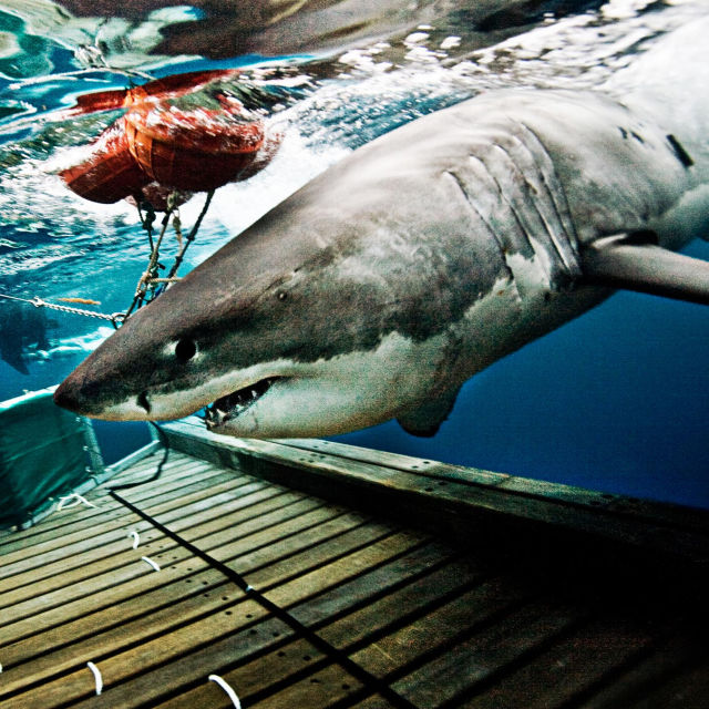 Shark Men