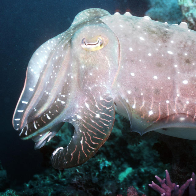 World's Weirdest Animal Faces