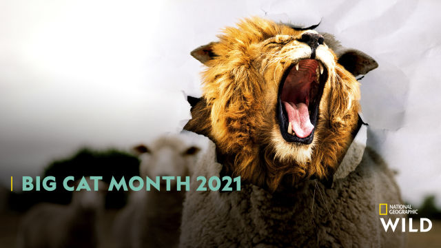BIG CAT MONTH 2021