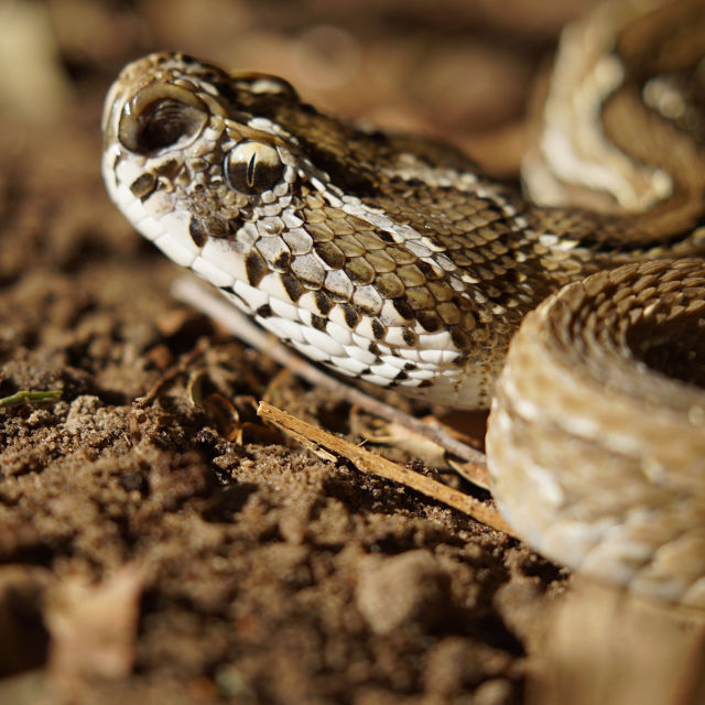 Venom Files - Anatomy of a Snake Bite