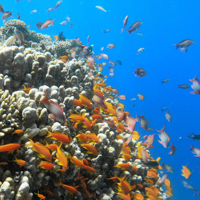 Red Sea: Evolution's Magic Garden