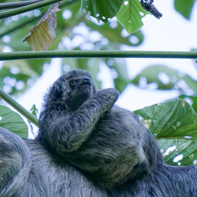 South America's Weirdest Animals