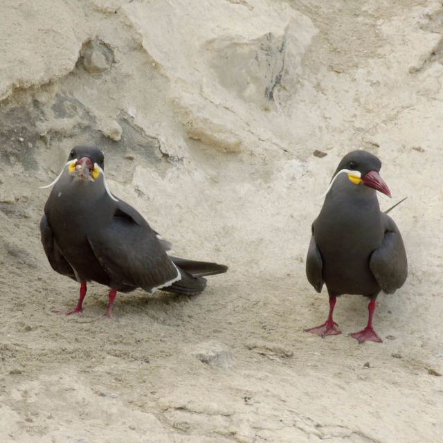 Wild Peru: Fight For Life