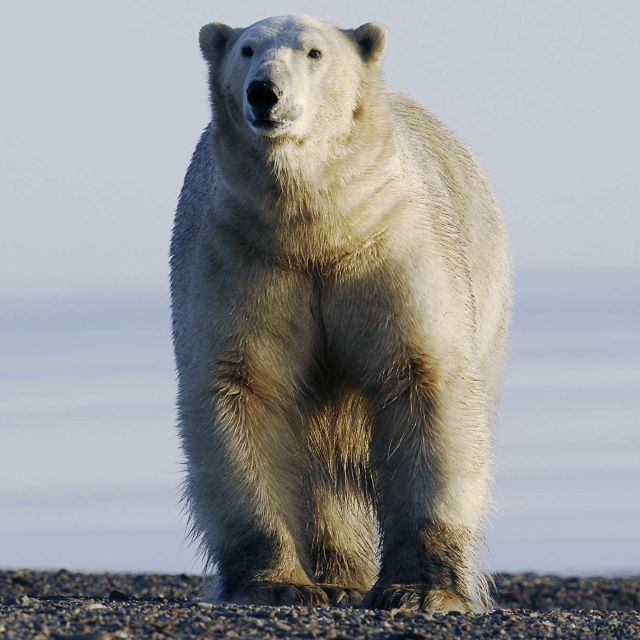 Wild Russia