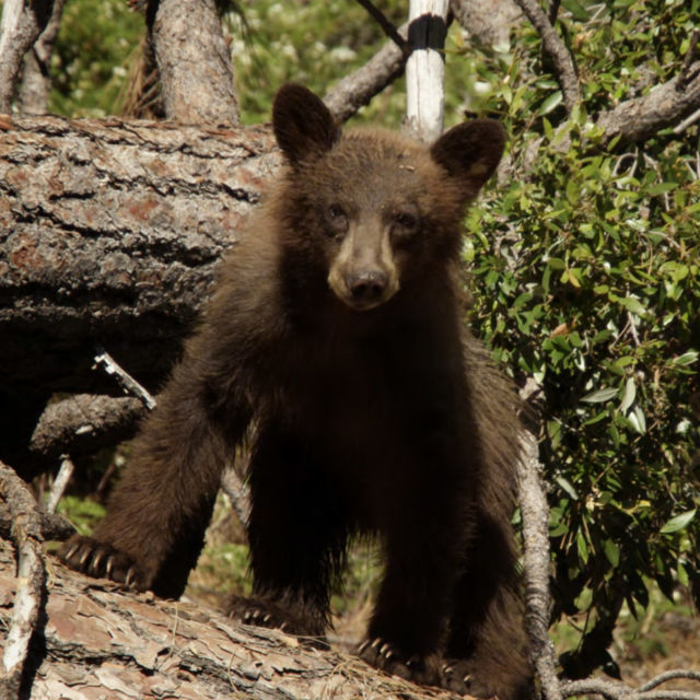 America's National Parks: Bears
