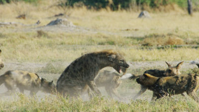 Verbazingwekkende slow