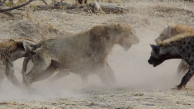 Verbazingwekkende slow