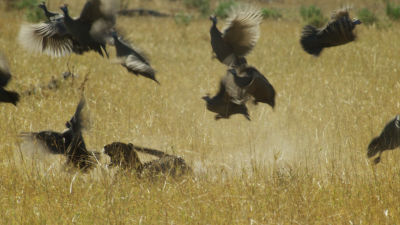 Verbazingwekkende slow