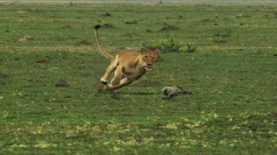 Verbazingwekkende slow