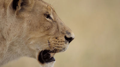 Stunning Slow Motion Video