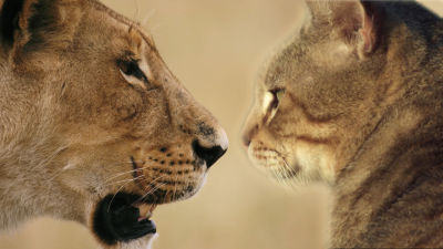 Οικόσιτες και άγριες