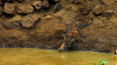 Štirje mladi tigri se igrajo v vodi