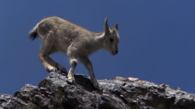 Preživetje jagnjeta v pečinah