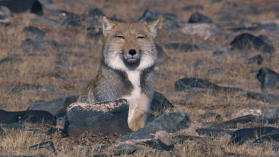 Tibetanska lisica in rjavi medved združita moči